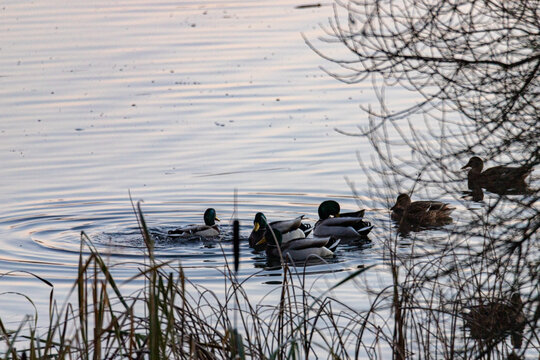 The ducks is floating in the river and look for food. The Mallard ducks or Anas platyrhynchos swim at the pond