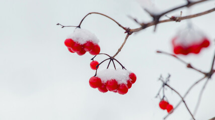 Snow-covered bunches of viburnum with red berries. Red berries of viburnum in winter on a white background