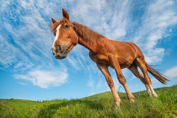 Red horse on green grass, against blue sky in the mountains
