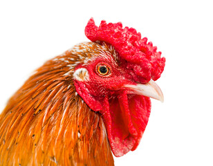 Red hen portrait isolated on white background.