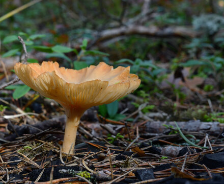 Close-up of an overgrown, funnel-shaped beige-colored forest mushroom, resembling Clitocybe gibba, in its natural environment in daylight.