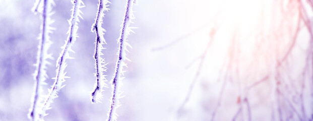 Frost-covered tree branches on a light background in sunny weather. Winter, Christmas background