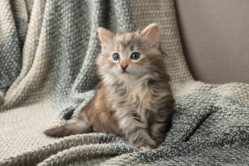 Cute kitten on knitted blanket. Baby animal