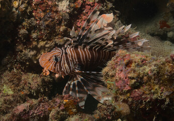 common lionfish in between crevices in coral ree in watamu marine park, kenya
