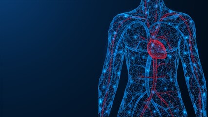 Cardiovascular system. The torso of a person with a heart and blood vessels. Low-poly design of interconnected lines and dots. Blue background. - obrazy, fototapety, plakaty