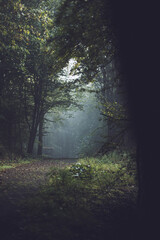 Path in a dark foggy forest in autumn. Spooky looking woods on a cold morning. Nature background.