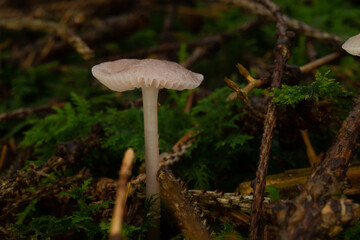 Mushroom