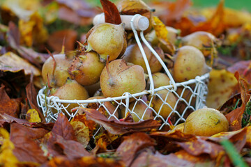 harvest of mespilus germanica on a calm november day