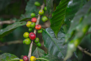 Photo of ripe fruits on coffee plant. Macro coffee beans.
