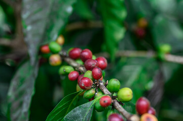 Photo of ripe fruits on coffee plant. Closeup coffee beans.