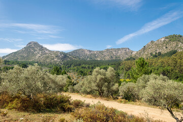 Fototapeta na wymiar a view of the natural forest and mounatin landscapes behind the bustleing town of Marbella