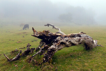 Fanal Forest in Madeira - the magical fairytale misty plateau