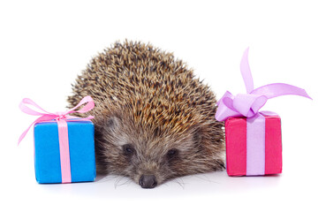 One brown hedgehog with a gift. © ANASTASIIA
