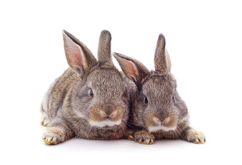 Two little rabbits.