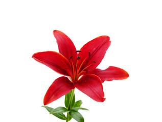 Beautiful red lily.