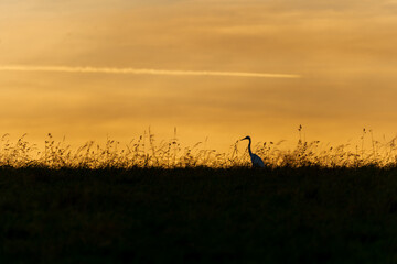 silhouette of a heron at sunset in the field with moody sky