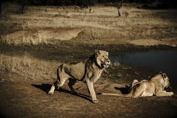 lions