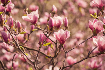 Magnolia spring flowers