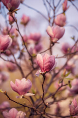 Magnolia spring flowers