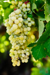 Vineyards in the fall harvest. Ripe grapes in autumn