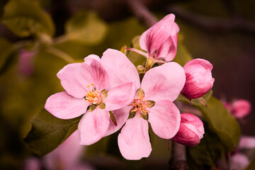 Naklejka na ściany i meble Nature. Blooming apple tree branch. Bright colorful spring flowers. Garden at sunset. Trees in flowers. Spring background