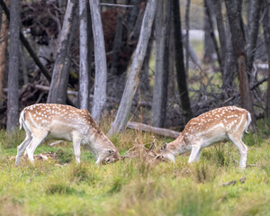 Naklejka na ściany i meble Deer Stock Photo and Image. Fallow deer fighting during rutting season with a forest background in their environment and habitat surrounding.