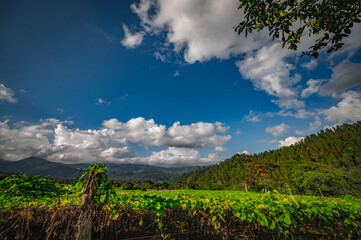 Obraz premium Chayote agriculture on hill fields. Farming chayote plants.