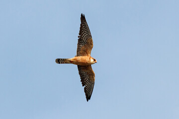 Falco vespertinus Red-footed Falcon adult female