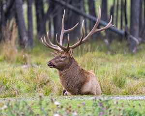 Elk Stock Photo and Image. Male close-up profile view resting in field with a blur forest background in its environment and habitat surrounding displaying large antlers.