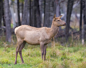 Elk Stock Photo and Image. Female cow standing on grass with a blur forest background in its environment and habitat surrounding with a side vide.