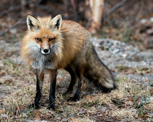 Red Fox Photo Stock. Fox Image. Springtime with blur background, displaying fox tail, fur, in its...