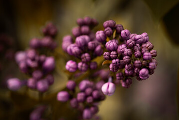 Spring landscape. Blooming lilac close-up. Branches of beautiful lilac flowers. Bright spring background with lilac.Lilac flowers