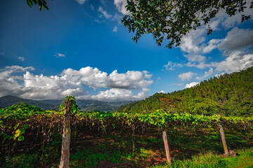 Obraz premium Photography Chayote plantation or Mexican cucumber. Vegetable farm.