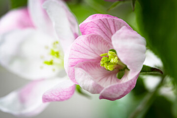 Nature. Blooming apple tree branch. Bright colorful spring flowers. Garden at sunset. Trees in flowers. Spring background