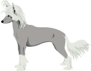The Chinese Crested Dog Colored Vector Illustration