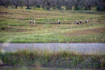 Le Cicogne nel Salento - 1
