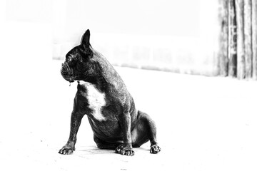 english French bulldog puppy