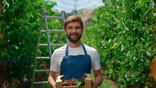 Gardener presenting harvest cherry fruit basket in sunny orchard greenhouse.