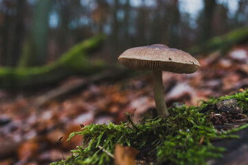 A mushroom that grows on moss, a small mushroom with cobwebs, artfully abstract