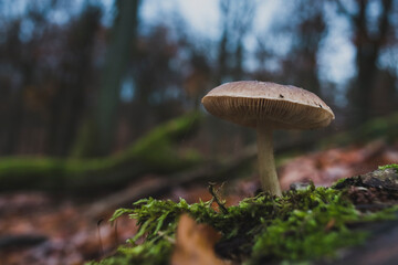 A mushroom that grows on moss, a small mushroom with cobwebs, artfully abstract