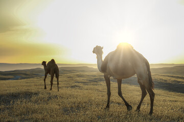 Camel standing on Desert land at Sunrise.