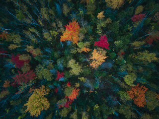 leaves