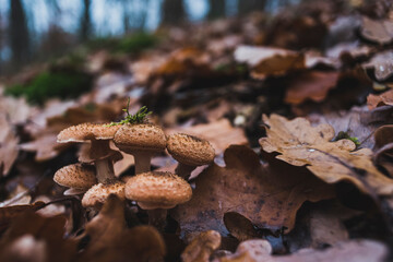 A small group of mushrooms, tiny mushrooms, wet fall leaves and moss, artfully abstract