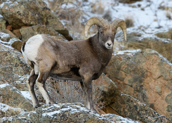 Colorado Rocky Mountain Bighorn Sheep Bighorn Ram on a Snowy Hillside.