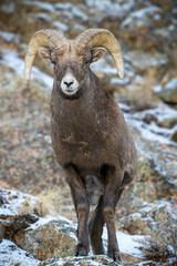 Colorado Rocky Mountain Bighorn Sheep Bighorn Ram on a Snowy Hillside.