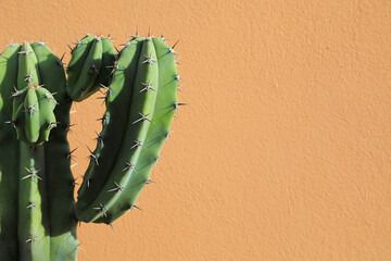 cactus en el jardín de una casa sobre pared de fondo ocre 4M0A4121-as21