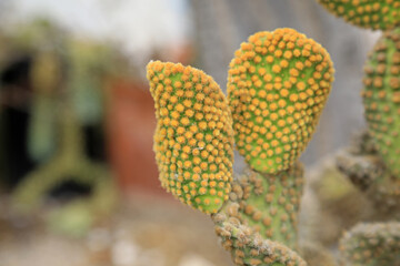 cactus en el jardín de una casa 4M0A4621-as21