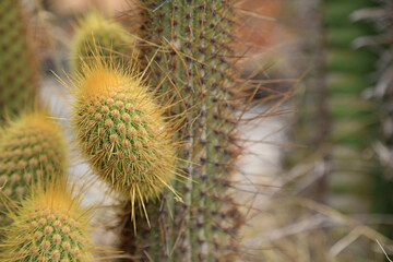 cactus en el jardín de una casa 4M0A4624-as21