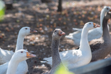 flock of domestic white geese in the village