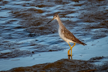 Greater Yellow Legs (Tringa melanoleuca) foraging for breakfast at low tide in the late summer morning sun.